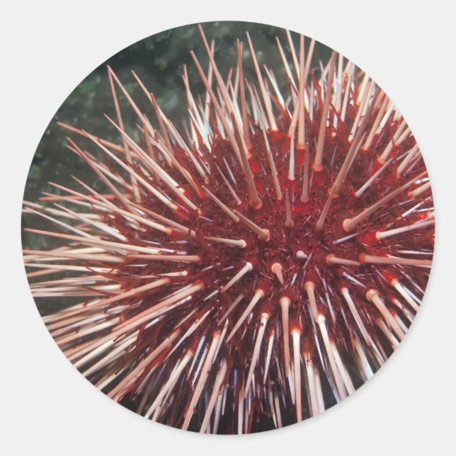 Giant Red Sea Urchin - Sticker (Front)
