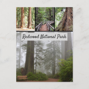 Giant Redwood National Park Sequoia Trees Postcard