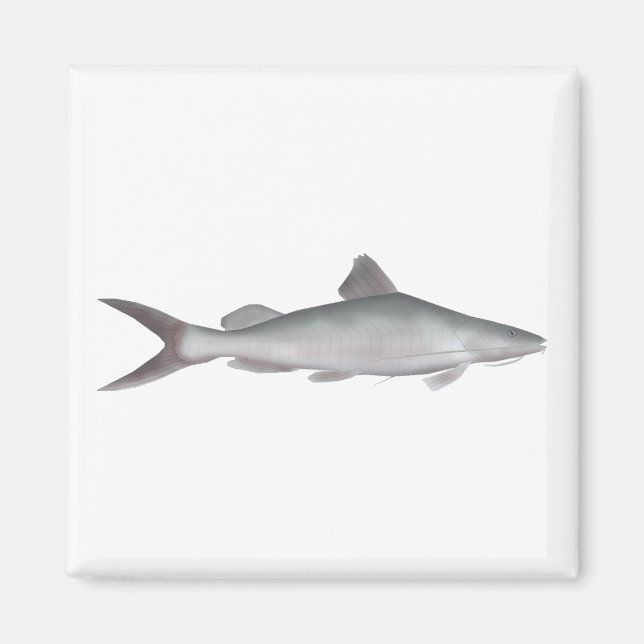 Giant River-catfish Magnet (Front)