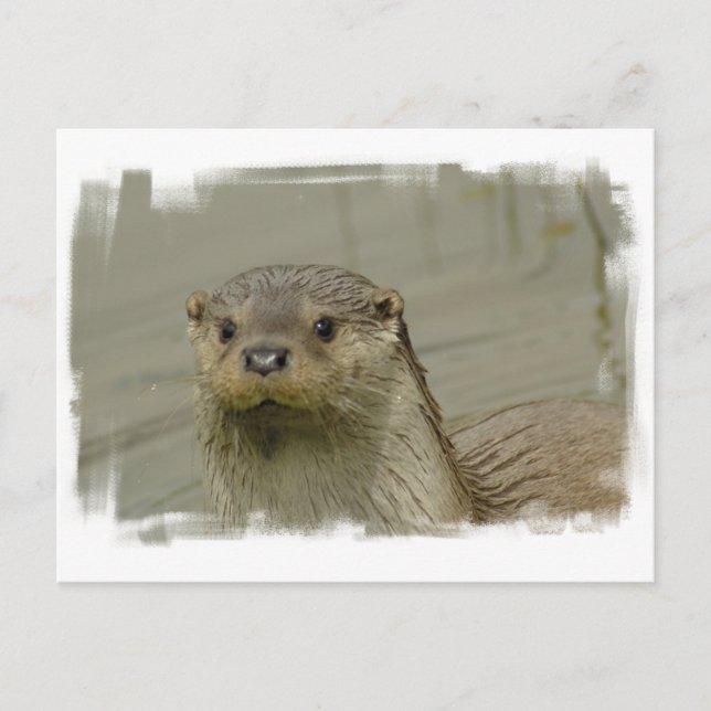 Giant River Otter Postcard (Front)