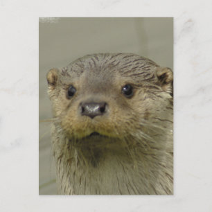 Giant River Otter Postcard