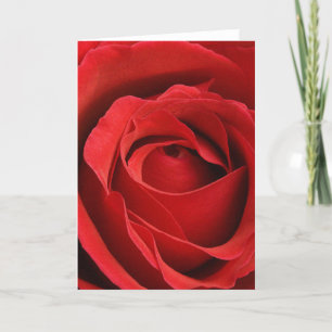 Giant Rose Romantic Valentine Holiday Card