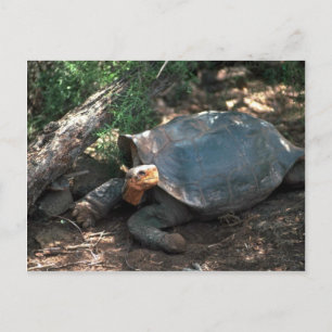Giant Saddle-Backed Tortoise Lying Down Postcard