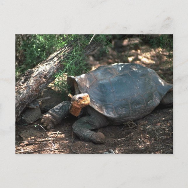 Giant Saddle-Backed Tortoise Lying Down Postcard (Front)