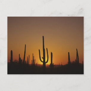 Giant saguaro cactus Cereus giganteus), 2 Postcard