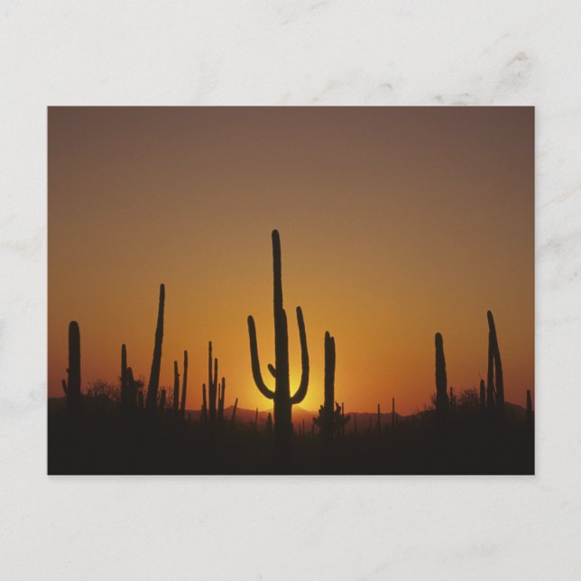 Giant saguaro cactus Cereus giganteus), 2 Postcard (Front)