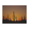 Giant saguaro cactus Cereus giganteus), 2