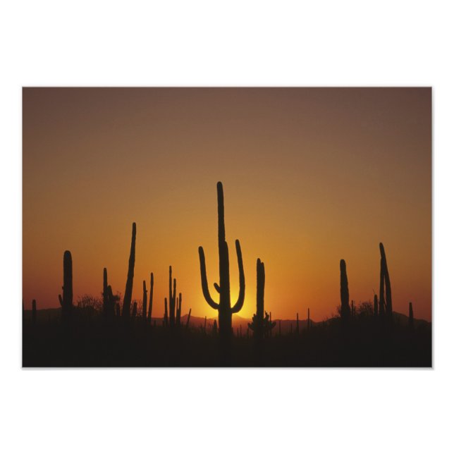Giant saguaro cactus Cereus giganteus), Photo Print (Front)