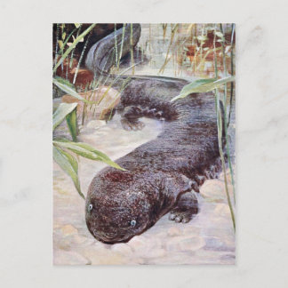 Giant Salamander Art Postcard