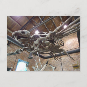 Giant Sea Turtle Archelon Postcard