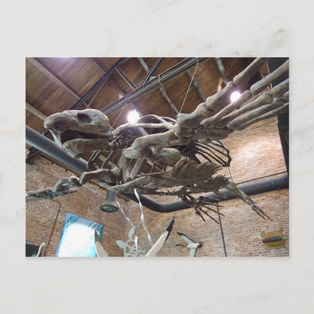 Giant Sea Turtle Archelon Postcard (Front)