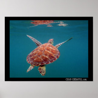 Giant Sea Turtle Poster