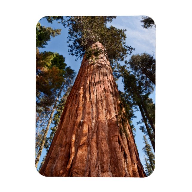Giant Sequoia Ascends Magnet (Vertical)