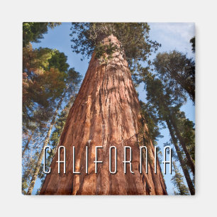 Giant Sequoia Ascends Magnet