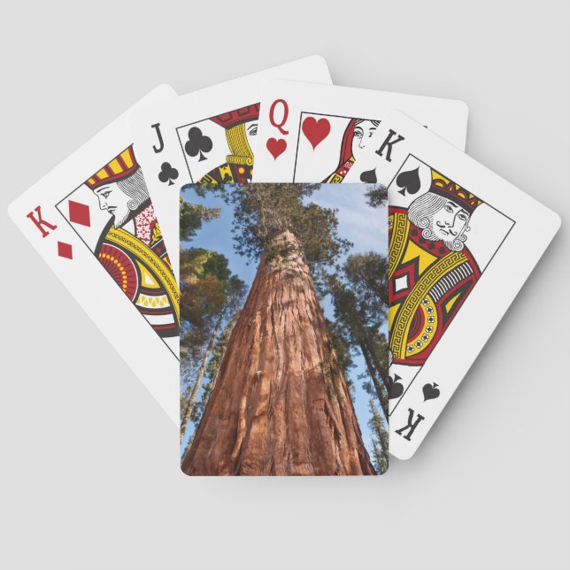 Giant Sequoia Ascends Playing Cards (Back)