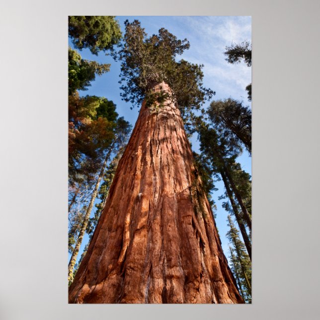 Giant Sequoia Ascends Poster (Front)