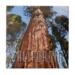 Giant Sequoia Ascends Tile
