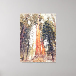 Giant Sequoia Canvas Print