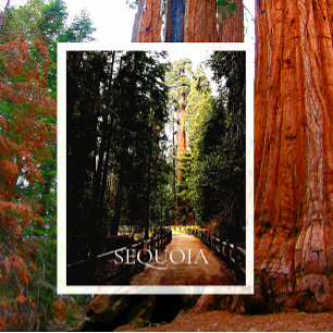 Giant Sequoia in Sunlight, Trail through Forest Postcard