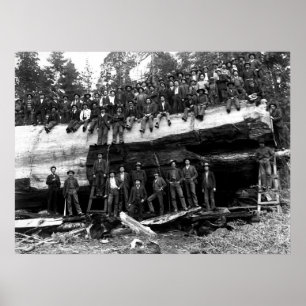 GIANT SEQUOIA LOG PORTRAIT c. 1890 Poster