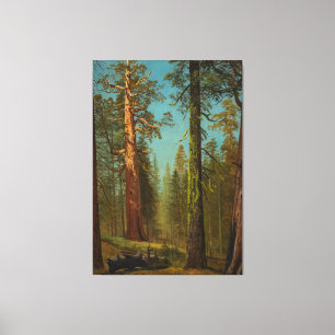 Giant Sequoia Mariposa Grove, California Canvas Print