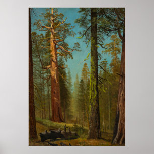  Giant Sequoia Mariposa Grove  California Poster