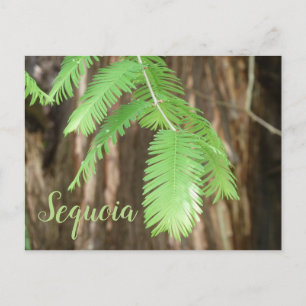 Giant Sequoia Needles, Giant Sequoia Postcard