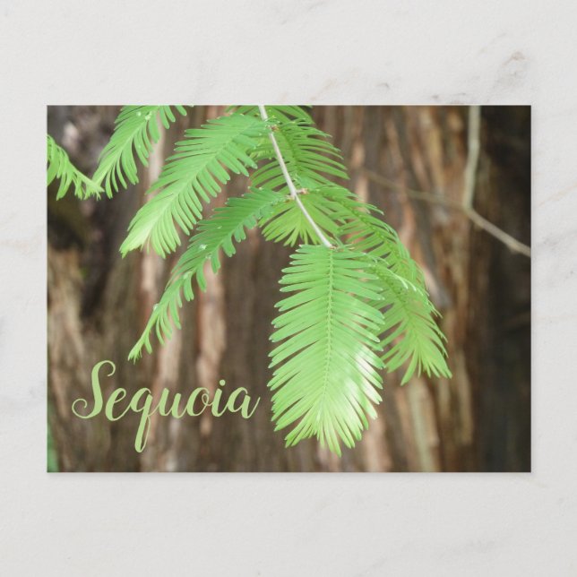 Giant Sequoia Needles, Giant Sequoia Postcard (Front)