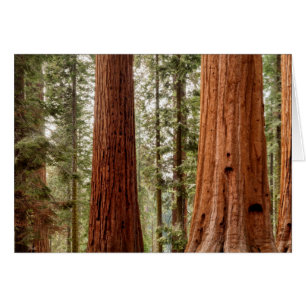 Giant Sequoia Panorama