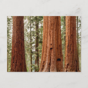 Giant Sequoia Panorama Postcard