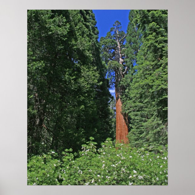 Giant Sequoia Poster (Front)