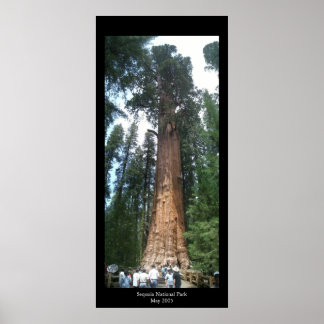 Giant Sequoia Poster