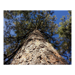 Giant Sequoia Reaching to Blue Sky Seen from Below Poster