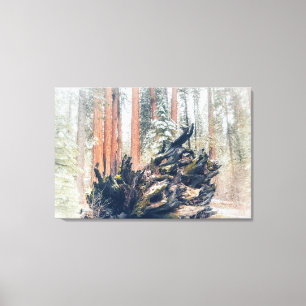 Giant Sequoia Root in Forest Canvas Print