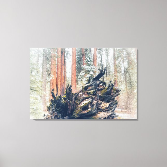 Giant Sequoia Root in Forest Canvas Print (Front)