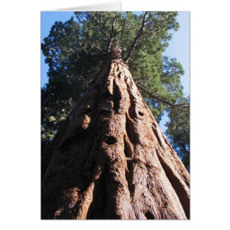 Giant Sequoia, Sequoia National Park