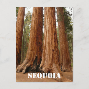 Giant Sequoia, Sequoia National Park, California Postcard