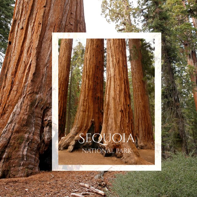 Giant Sequoia, Sequoia National Park, California Postcard (Creator Uploaded)