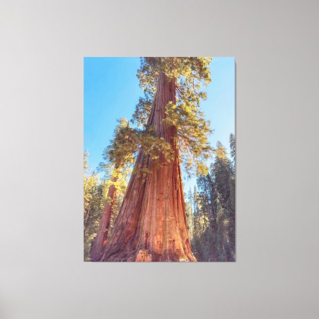 Giant Sequoia Tree Canvas Print (Front)