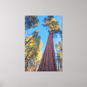 Giant Sequoia Tree Canvas Print