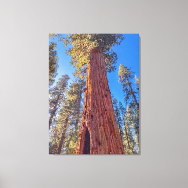 Giant Sequoia Tree in Forest Canvas Print (Front)
