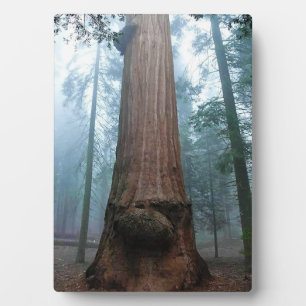 Giant Sequoia Tree in Grant Grove, CA Plaque