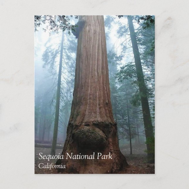 Giant Sequoia Tree in Grant Grove, CA Postcard (Front)