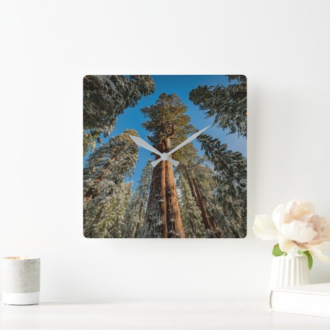 Giant Sequoia Tree in the Snow Square Wall Clock (Home)