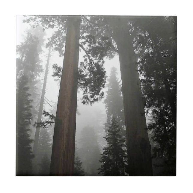 Giant Sequoia Trees in the Fog, CA Tile (Front)