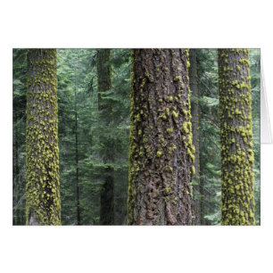 Giant Sequoia trees in the forest, Sequoia and