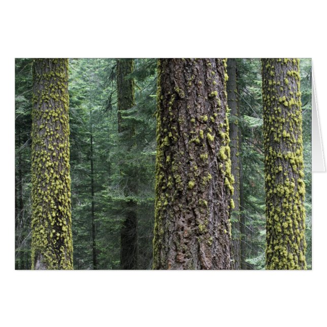 Giant Sequoia trees in the forest, Sequoia and (Front Horizontal)