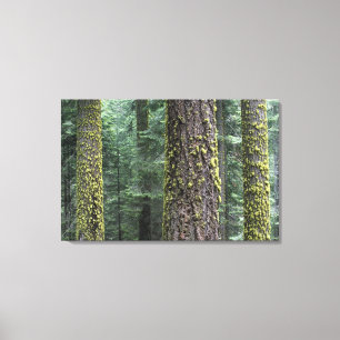 Giant Sequoia trees in the forest, Sequoia and Canvas Print
