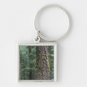 Giant Sequoia trees in the forest, Sequoia and Key Ring