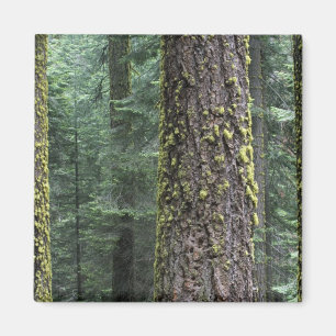 Giant Sequoia trees in the forest, Sequoia and Magnet